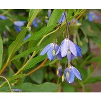 Bloemen-flowers Sollya heterophylla - Bluebell Creeper