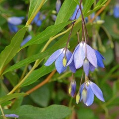 Bloemen-flowers Sollya heterophylla - Bluebell Creeper