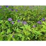 Bloemen-flowers Solanum rantonnetii - Blauwe aardappelstruik