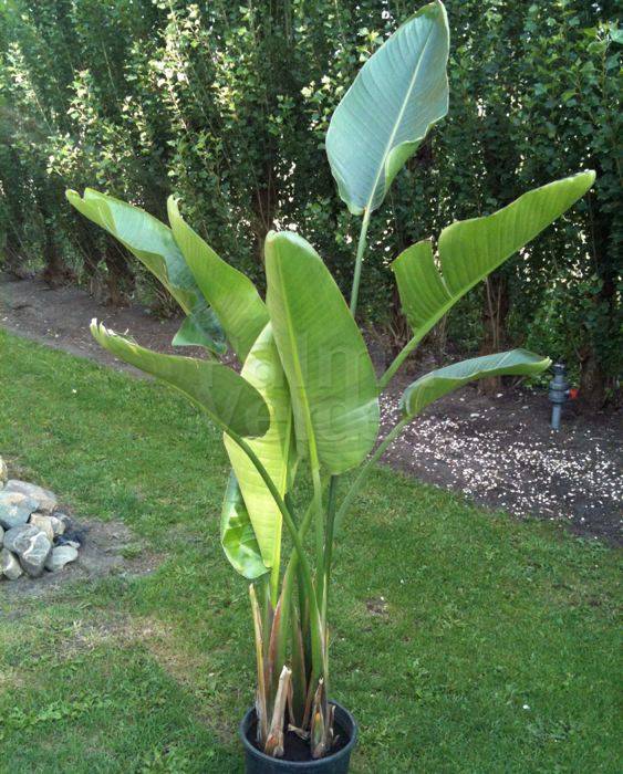Banana plant vs bird of paradise Idea
