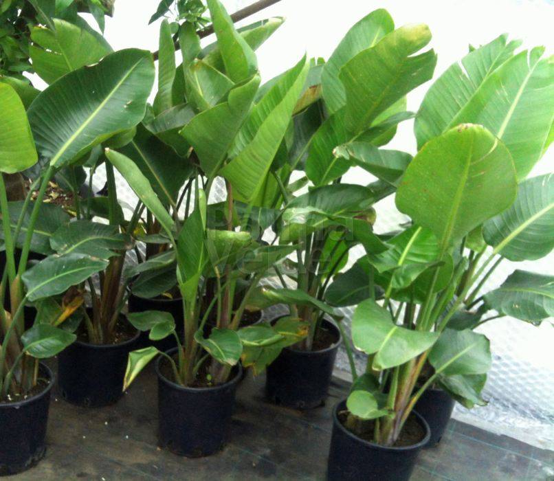 Strelitzia nicolai White bird of paradise Palma Verde