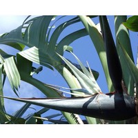 Bloemen-flowers Strelitzia nicolai - Oiseau de paradis géant blanc
