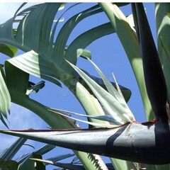 Bloemen-flowers Strelitzia nicolai- White bird of paradise