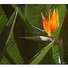 Bloemen-flowers Strelitzia reginae - Paradijsvogelbloem