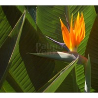 Bloemen-flowers Strelitzia reginae - Paradijsvogelbloem