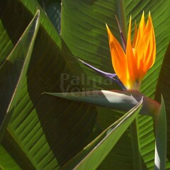 Bloemen-flowers Strelitzia reginae - Paradijsvogelbloem