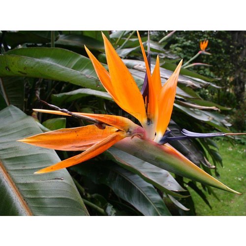 Bloemen-flowers Strelitzia reginae - Bird of paradise