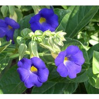 Bloemen-flowers Thunbergia battiscombei