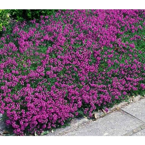 Bloemen-flowers Thymus praecox Coccineus - Kruiptijm