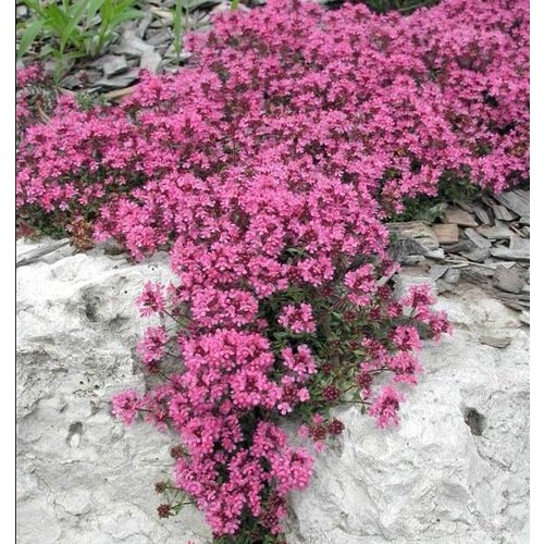 Bloemen-flowers Thymus praecox Coccineus - Kruiptijm