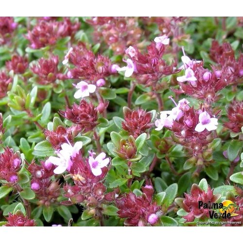 Bloemen-flowers Thymus praecox Coccineus - Kruiptijm