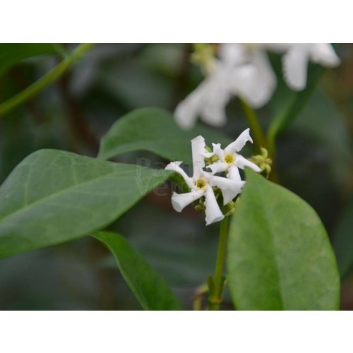 Bloemen-flowers Trachelospermum jasminoides - Jasmin étoilé