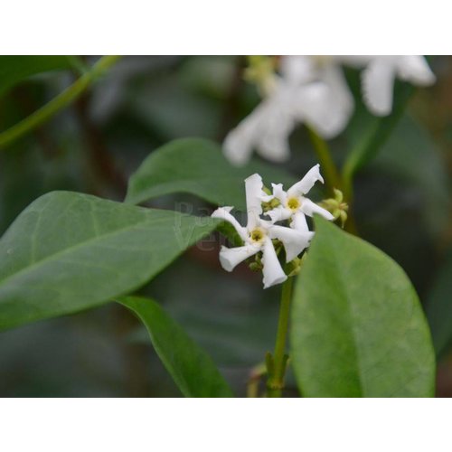 Bloemen-flowers Trachelospermum jasminoides - Star jasmine - Tuscan jasmine