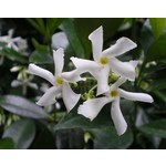 Bloemen-flowers Trachelospermum jasminoides - Star jasmine - Tuscan jasmine