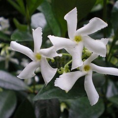 Bloemen-flowers Trachelospermum jasminoides - Sterjasmijn - Toscaanse jasmijn