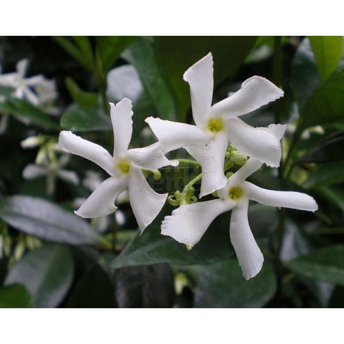 Bloemen-flowers Trachelospermum jasminoides - Star jasmine - Tuscan jasmine