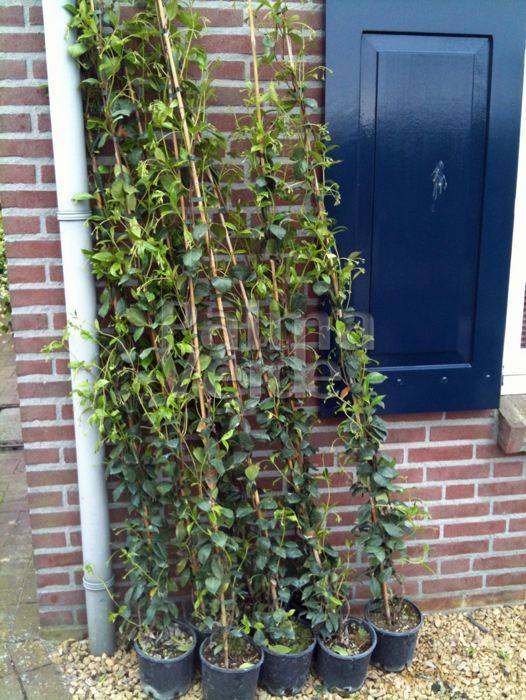 Trachelospermum jasminoides, Toscaanse Jasmijn, 175-200cm
