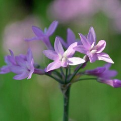 Bloemen-flowers Tulbaghia violacea - Wild garlic