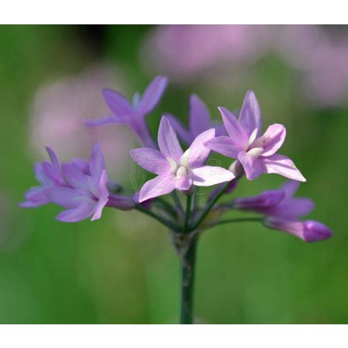 Bloemen-flowers Tulbaghia violacea - Wild garlic