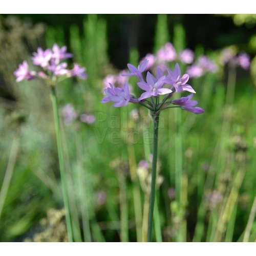 Bloemen-flowers Tulbaghia violacea - Wild garlic