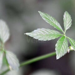 Eetbare tuin-edible garden Gynostemma pentaphyllum - Onsterfelijkheidskruid - Jiaogulan
