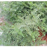 Eetbare tuin-edible garden Glycyrrhiza glabra -  Réglisse