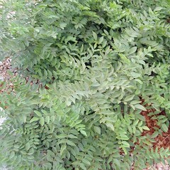 Eetbare tuin-edible garden Glycyrrhiza glabra - Zoethout