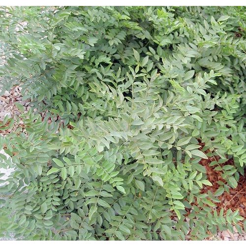 Eetbare tuin-edible garden Glycyrrhiza glabra - Zoethout