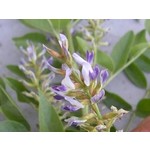 Eetbare tuin-edible garden Glycyrrhiza glabra - Liquorice