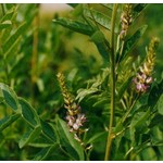 Eetbare tuin-edible garden Glycyrrhiza glabra - Liquorice
