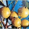 Eetbare tuin-edible garden Psidium littorale Golden - Gele guave