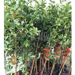 Eetbare tuin-edible garden Psidium cattleianum - Aardbeiguave