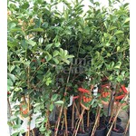 Eetbare tuin-edible garden Psidium cattleianum