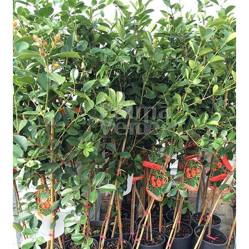 Eetbare tuin-edible garden Psidium cattleianum - Aardbeiguave