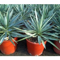 Woestijn-desert Yucca gloriosa - Yucca superbe