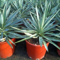 Woestijn-desert Yucca gloriosa - Palmlelie