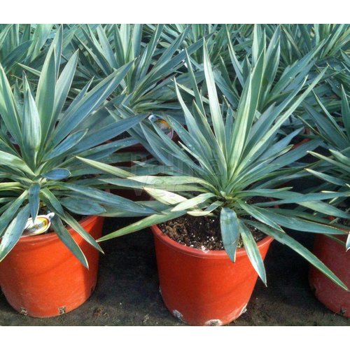Woestijn-desert Yucca gloriosa - Yucca superbe