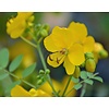 Bloemen-flowers Cassia corymbosa - Cassia à grappes