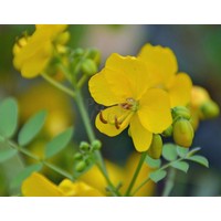 Bloemen-flowers Cassia corymbosa - Senna corymbosa