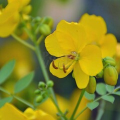 Bloemen-flowers Cassia corymbosa - Senna corymbosa