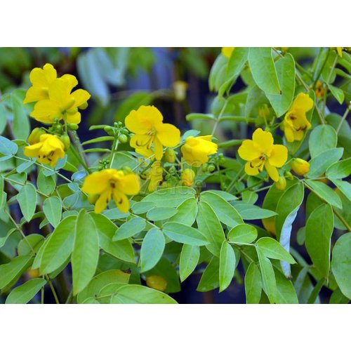 Bloemen-flowers Cassia corymbosa - Senna corymbosa