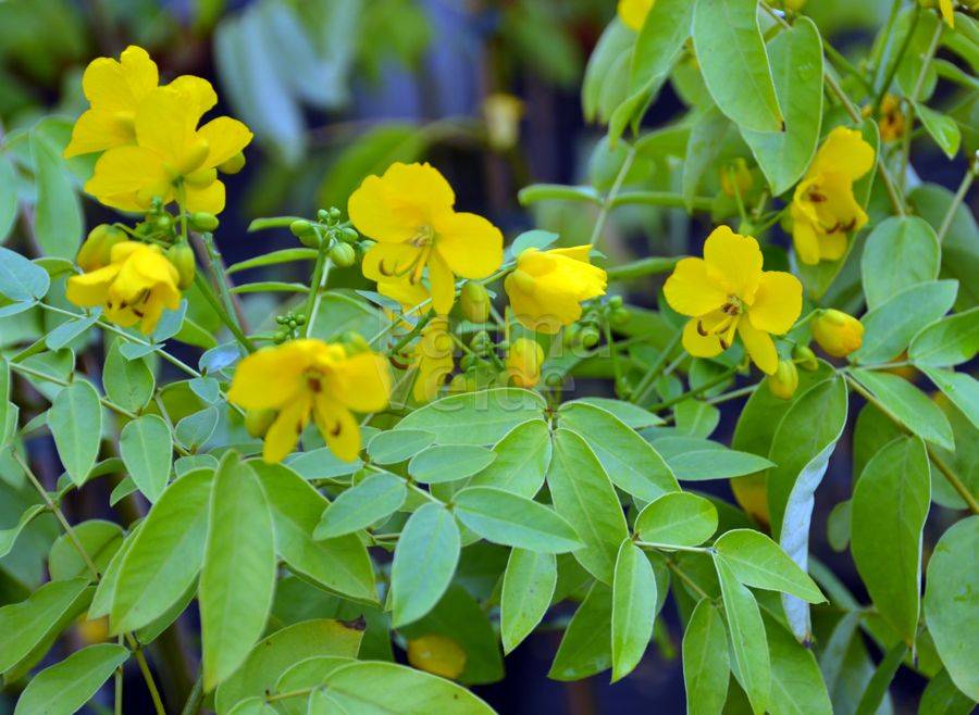 Cassia Corymbosa Senna Corymbosa Palma Verde Exoten Vof 