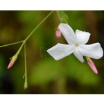 Bloemen-flowers Jasminum officinale - Kamerjasmijn