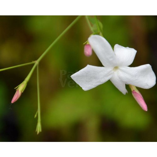 Bloemen-flowers Jasminum officinale - Kamerjasmijn