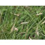 Siergrassen - Ornamental Grasses Bouteloua gracilis