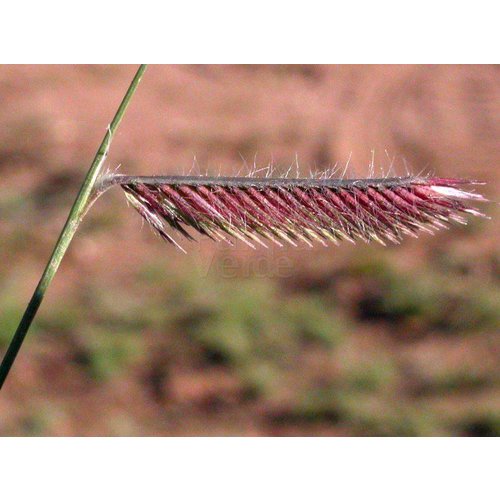 Siergrassen - Ornamental Grasses Bouteloua gracilis