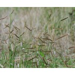 Siergrassen - Ornamental Grasses Bouteloua gracilis