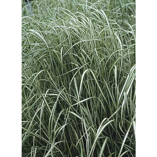 Siergrassen - Ornamental Grasses Calamagrostis x acutiflora Avalanche - Struisriet