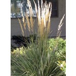 Siergrassen - Ornamental Grasses Calamagrostis x acutiflora Avalanche - Struisriet