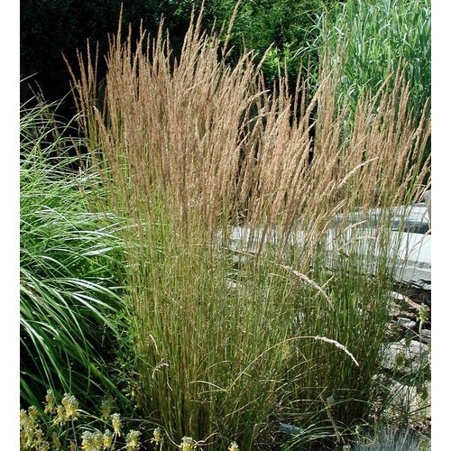 Siergrassen - Ornamental Grasses Calamagrostis x acutiflora Overdam - Struisriet